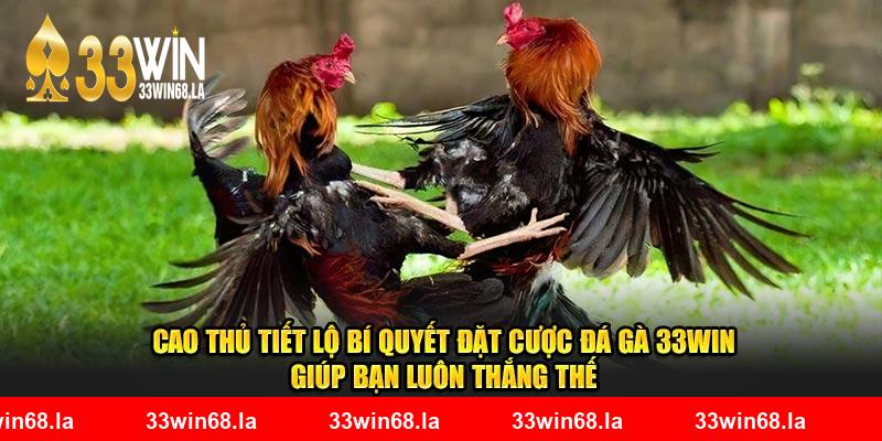 Cao thủ tiết lộ bí quyết đặt cược đá gà 33WIN giúp bạn luôn thắng thế